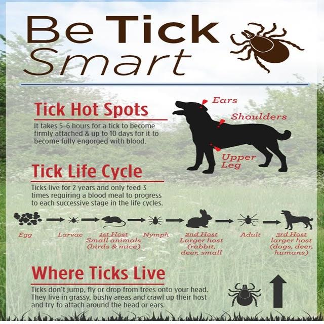 Animal Tick Check