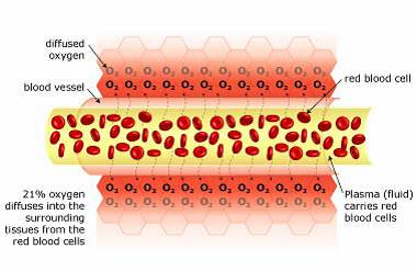 Normal blood flow